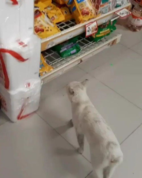 女性乳房罩杯与水果的趣味对应